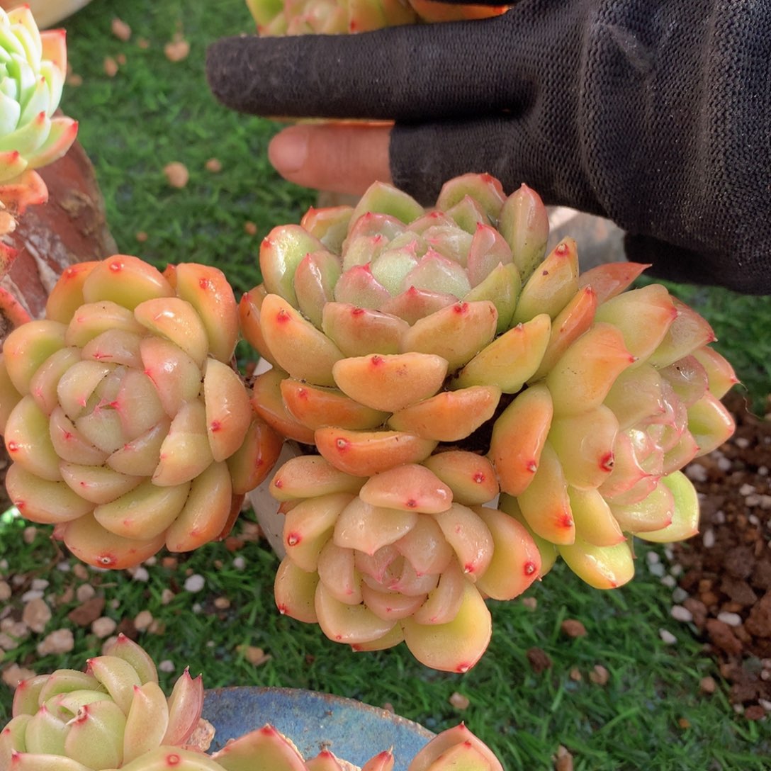 白玫瑰12 公分一物一拍