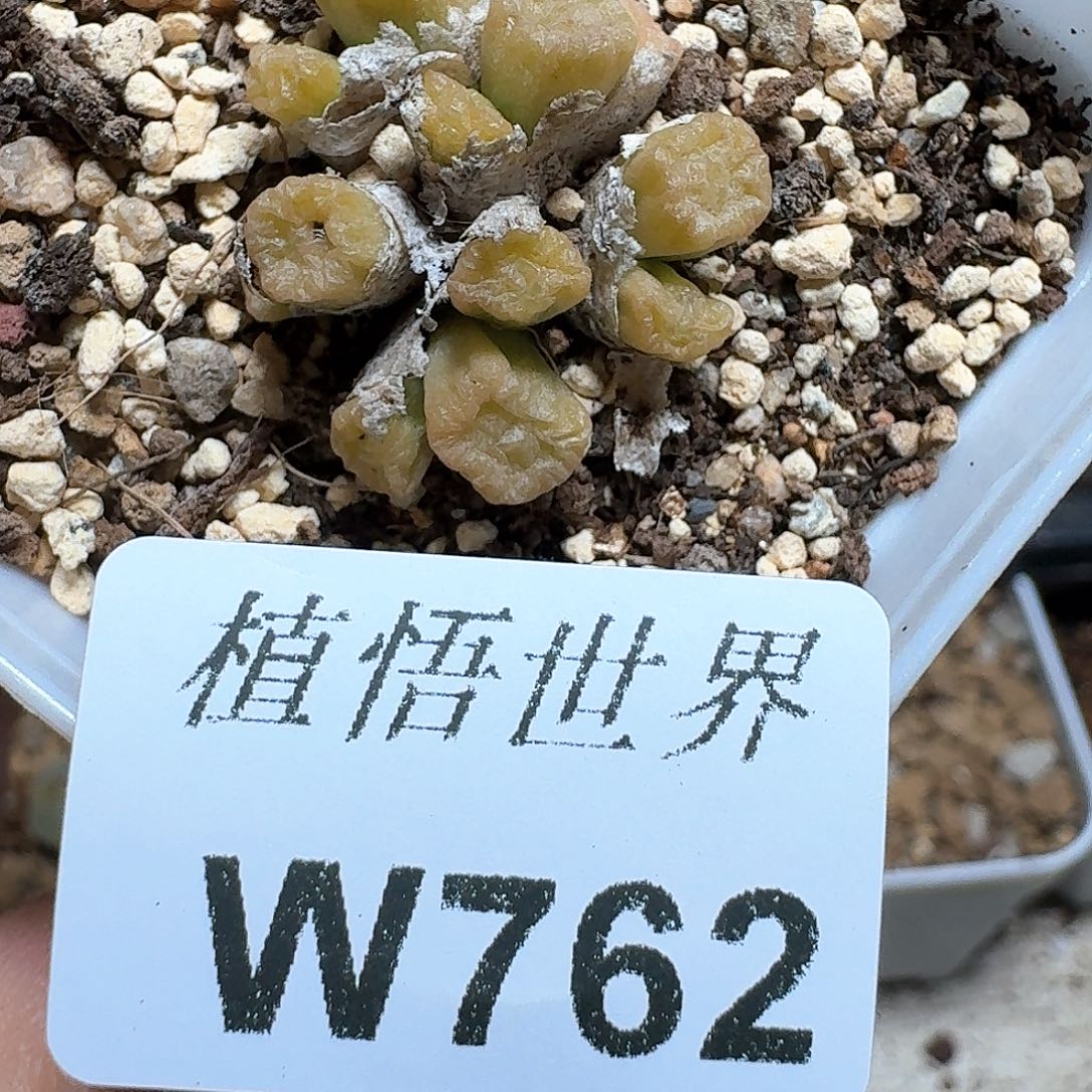 762盒多肉植物c c