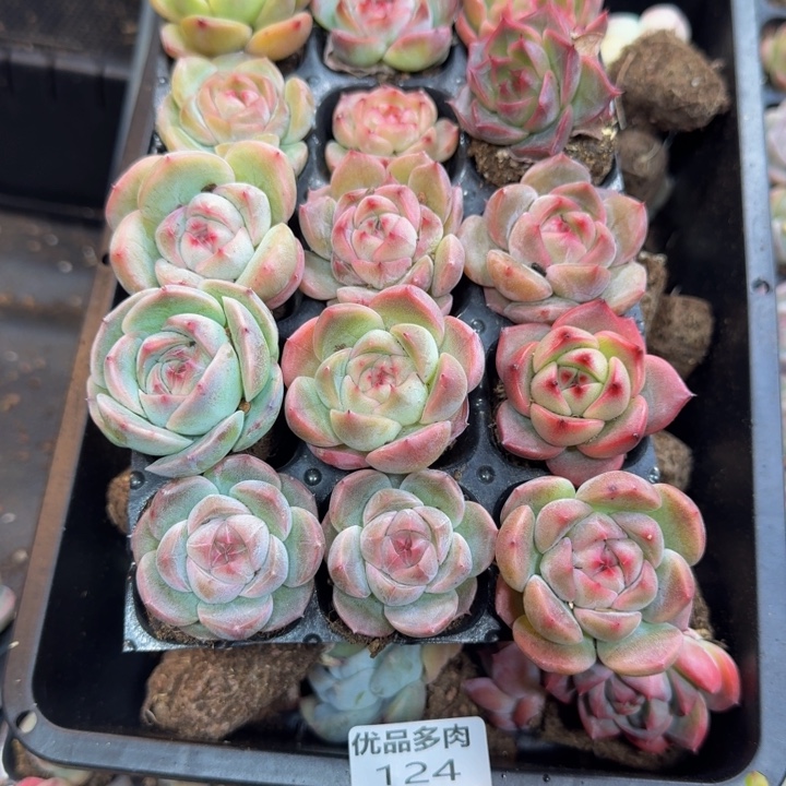 124多肉植物一物一拍链接