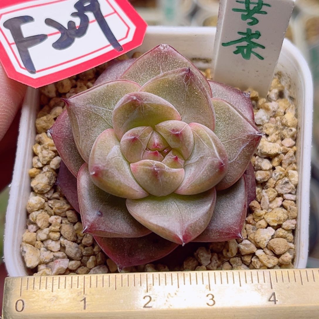 F209一物一拍 苦茶