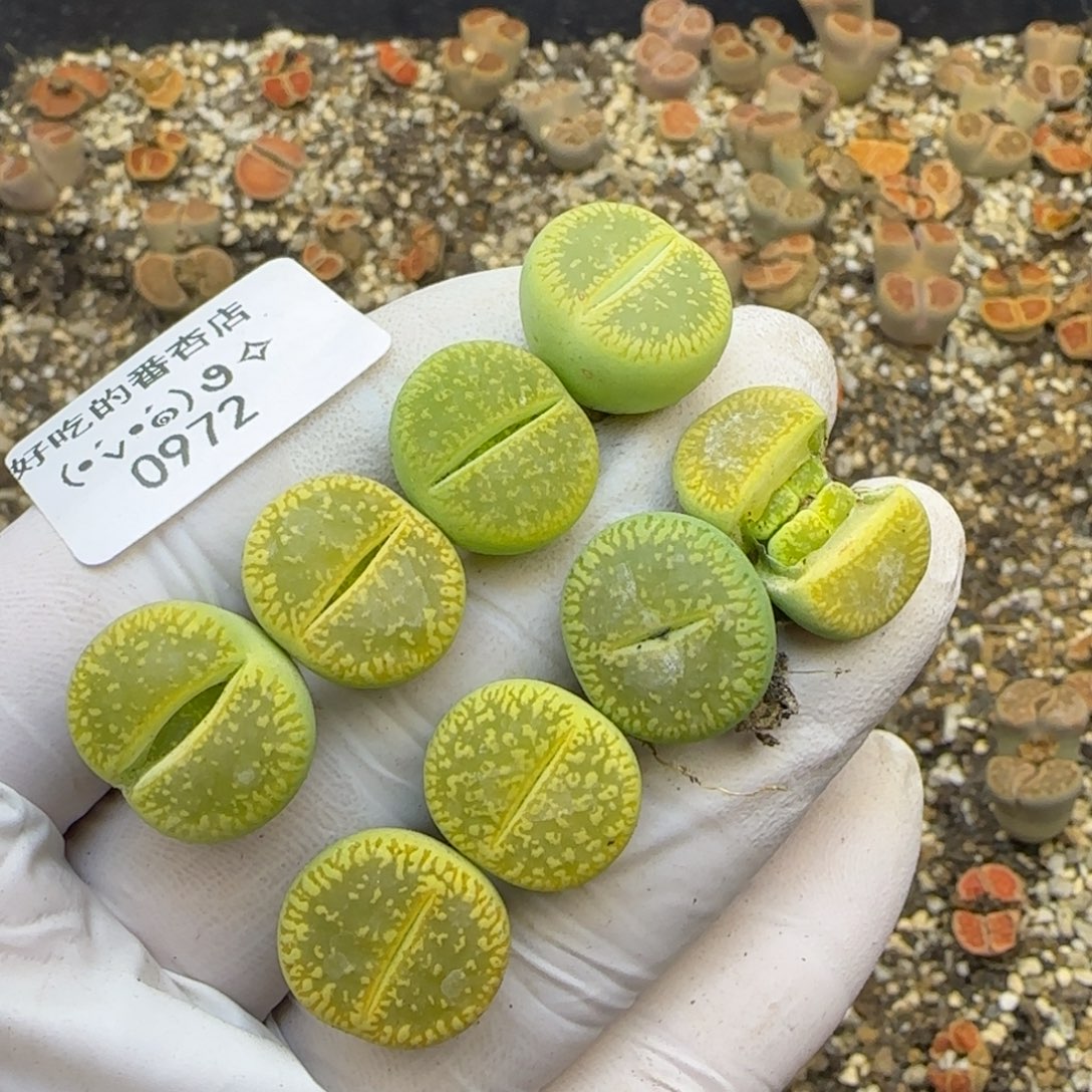 0972。默认脱土。18包邮。偏远88包邮