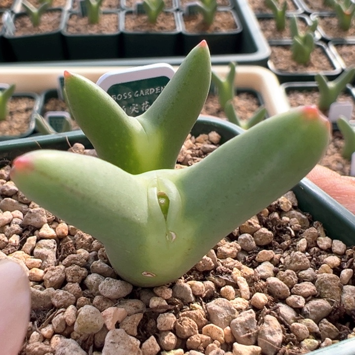 777。 优选正版皮卡丘。  