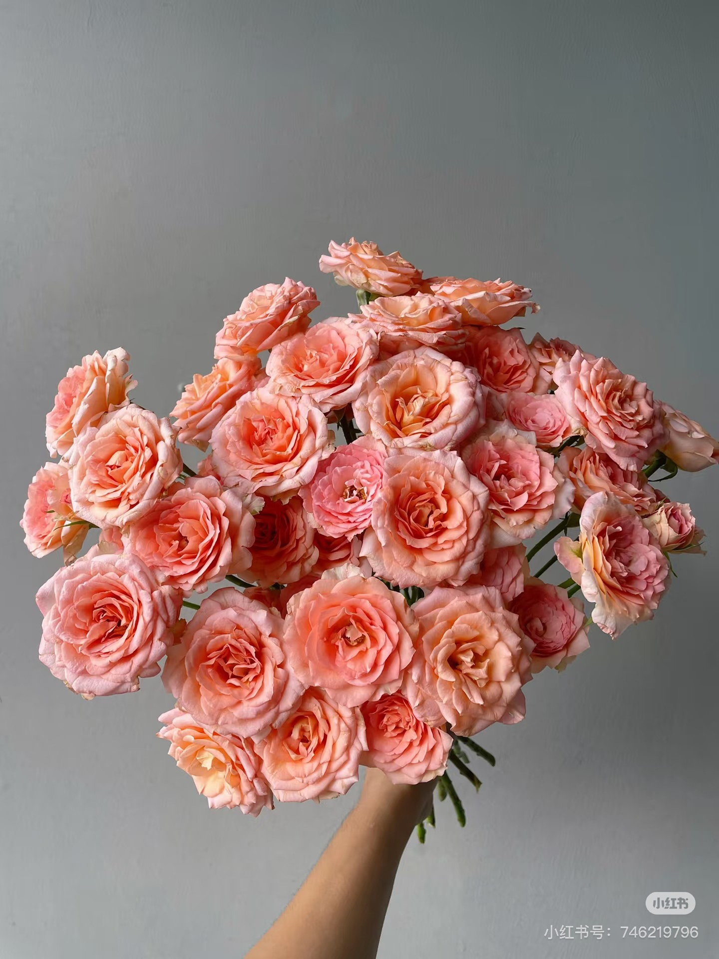 （多头玫瑰）迪瑞特迟迟10支！三件顺丰空运20%不售后