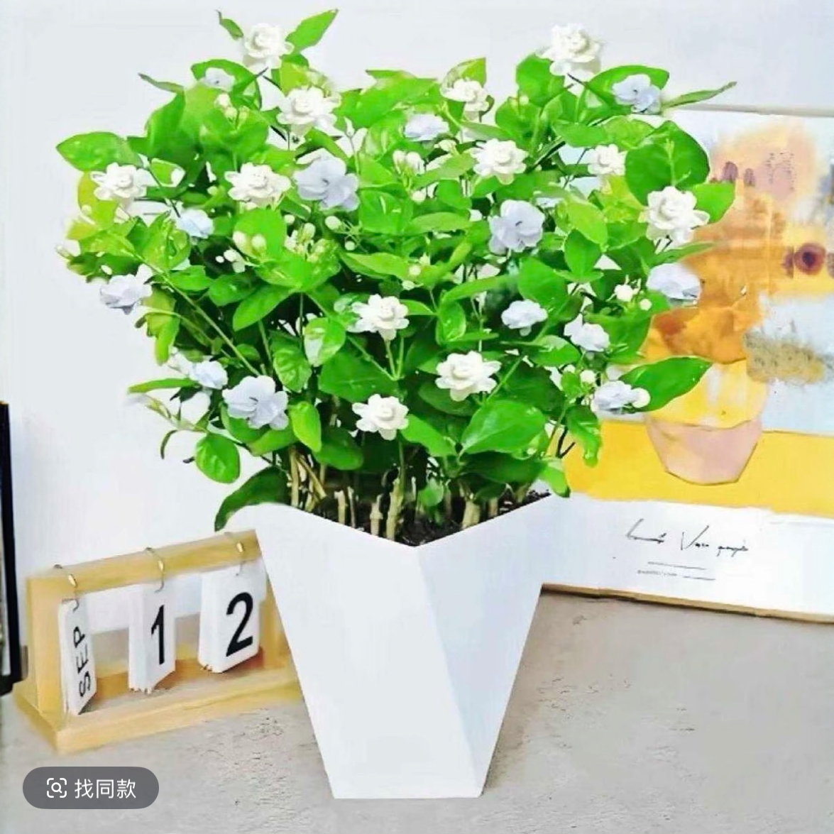 【带花苞】重瓣浓香型茉莉花盆栽四季开花好养可室内外种植驱蚊