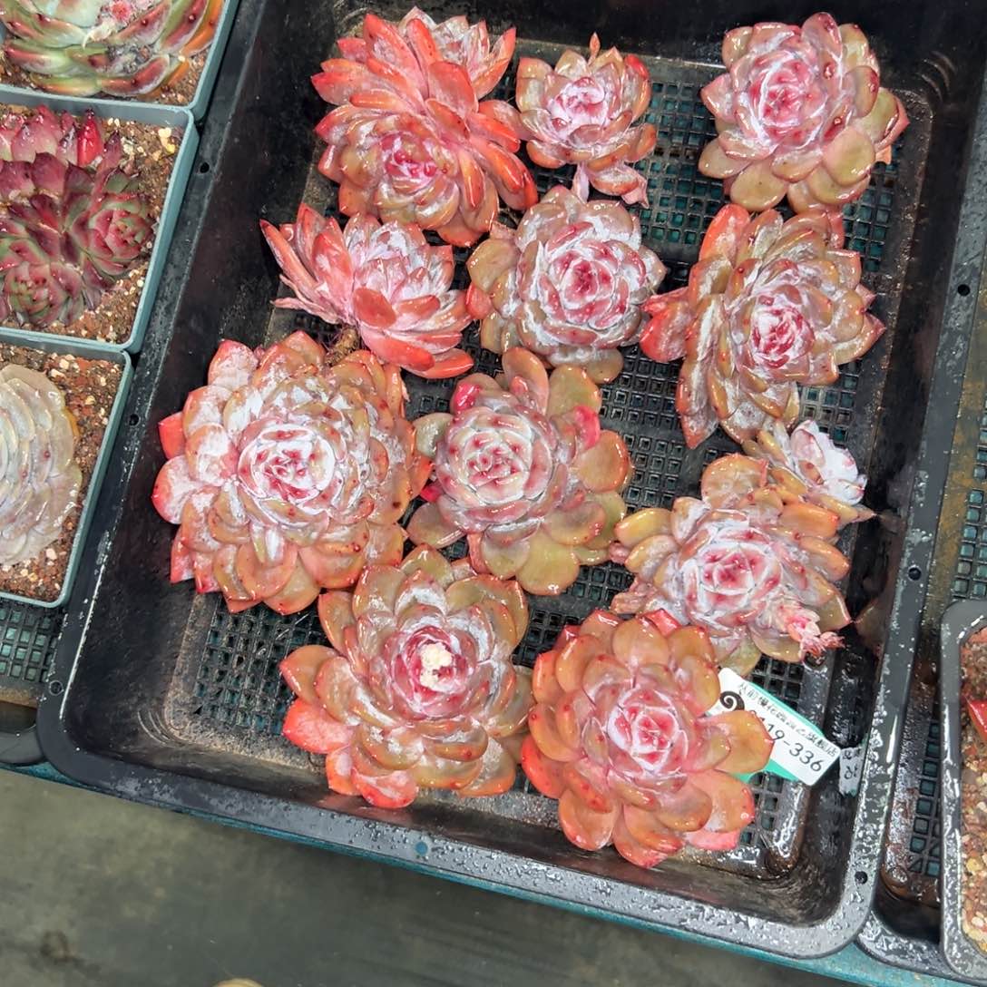 多肉一物一拍0120-336