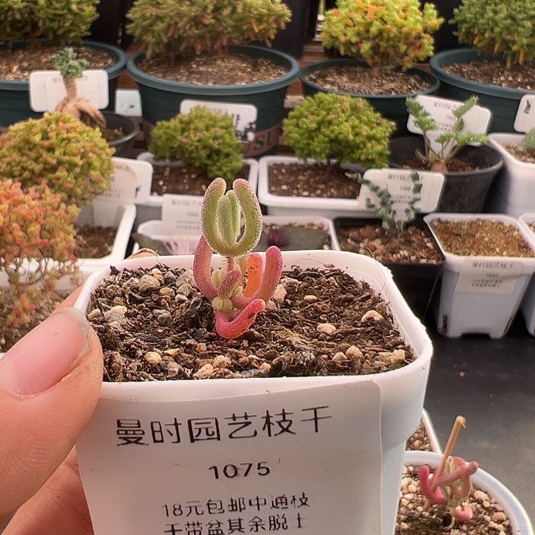 比***民1075号紫闪光1.2多肉