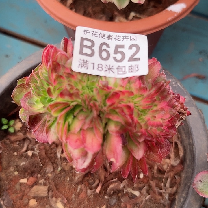 多肉法师龙鳞缀化