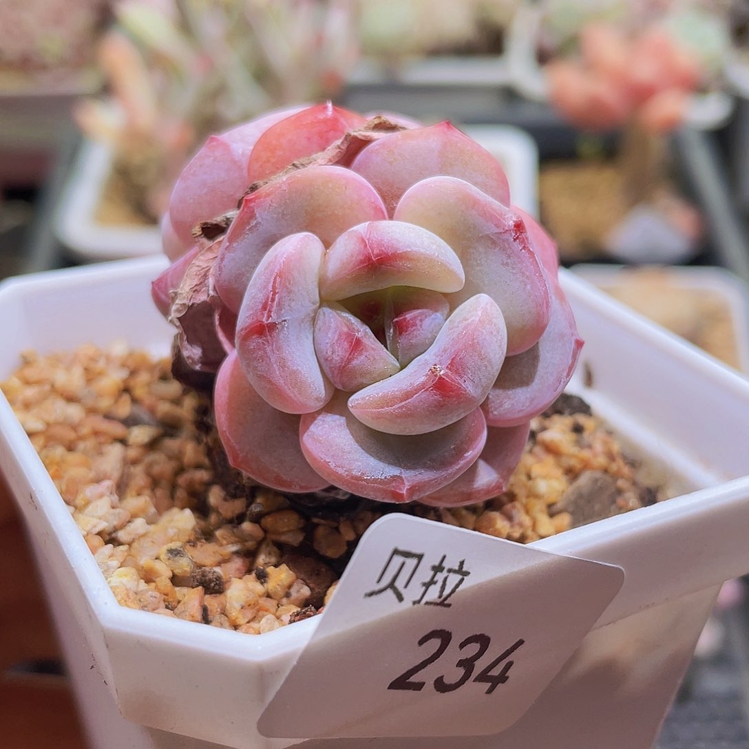 234 精品多肉一物一拍