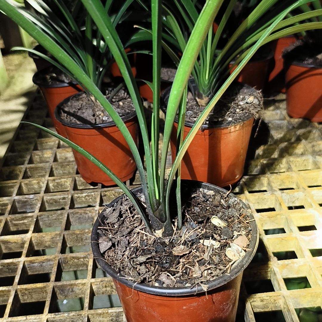 小***姨当前无花栽培后可以开花暖阳苗残叶特惠一棵