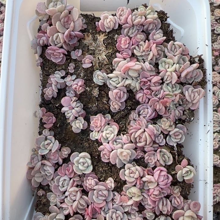 49号王者系列播种苗一盒量拍保底50颗