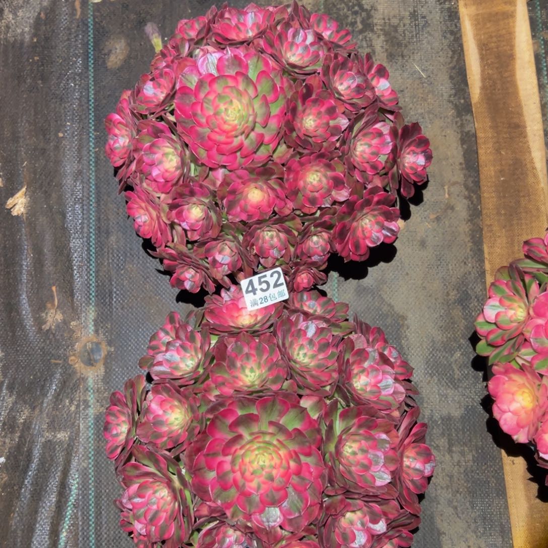 波***肉多肉植物452多肉植物