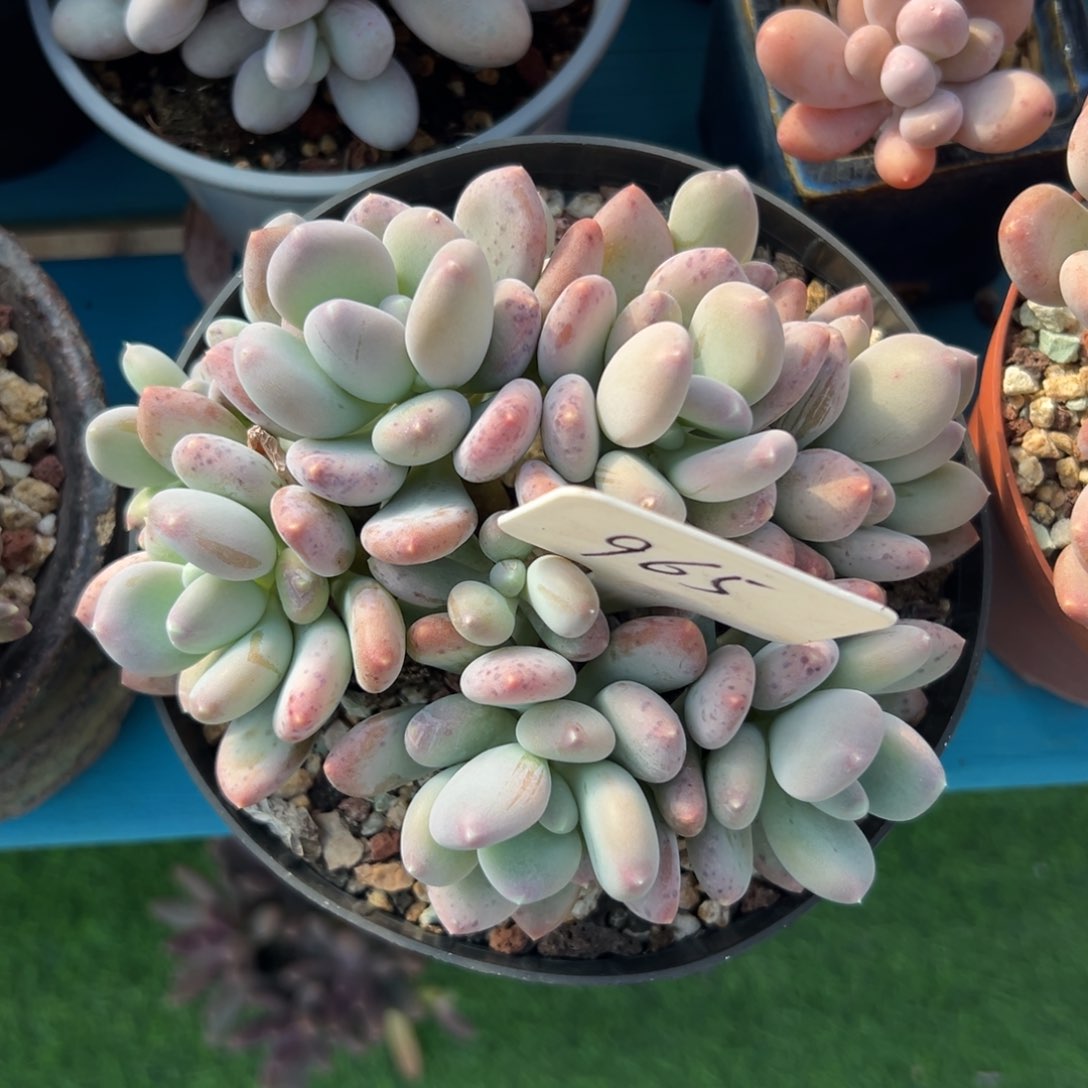 蓝**薇多肉植物一物一拍