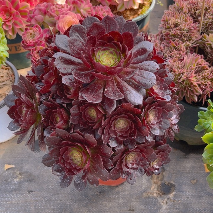 用****5737赤艳莲多肉法师