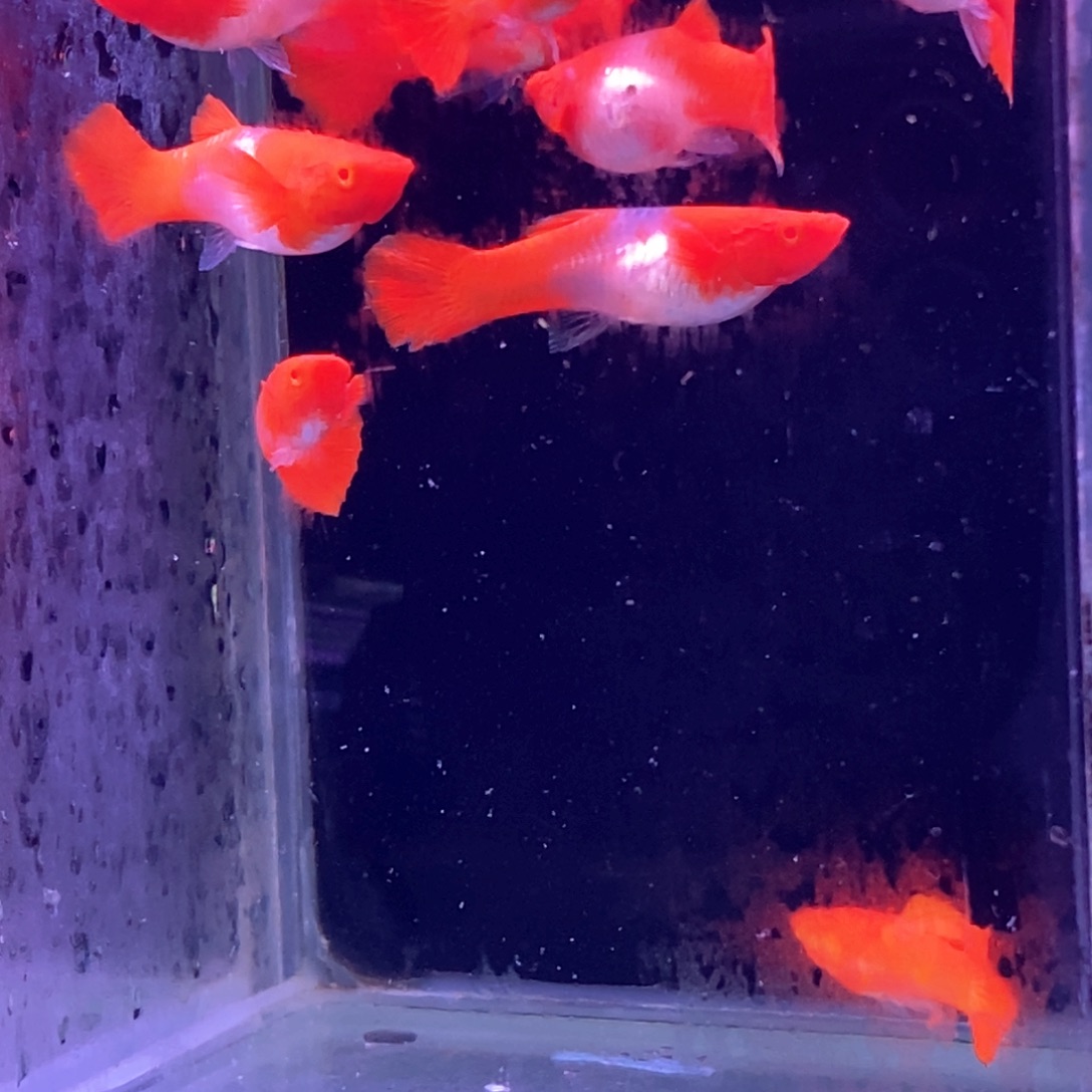 孔雀鱼福利小分水5对