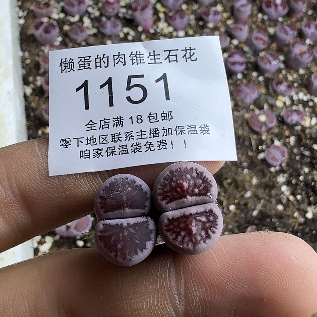 成***柜1151 哈哈哈哈哈哈哈哈