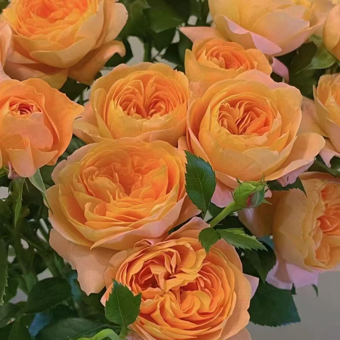 【果汁阳台】橙黄色奥斯汀花型开花带有果汁香味