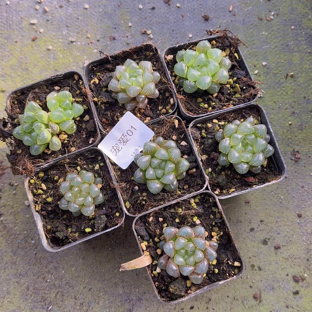 直播福利一物一拍01