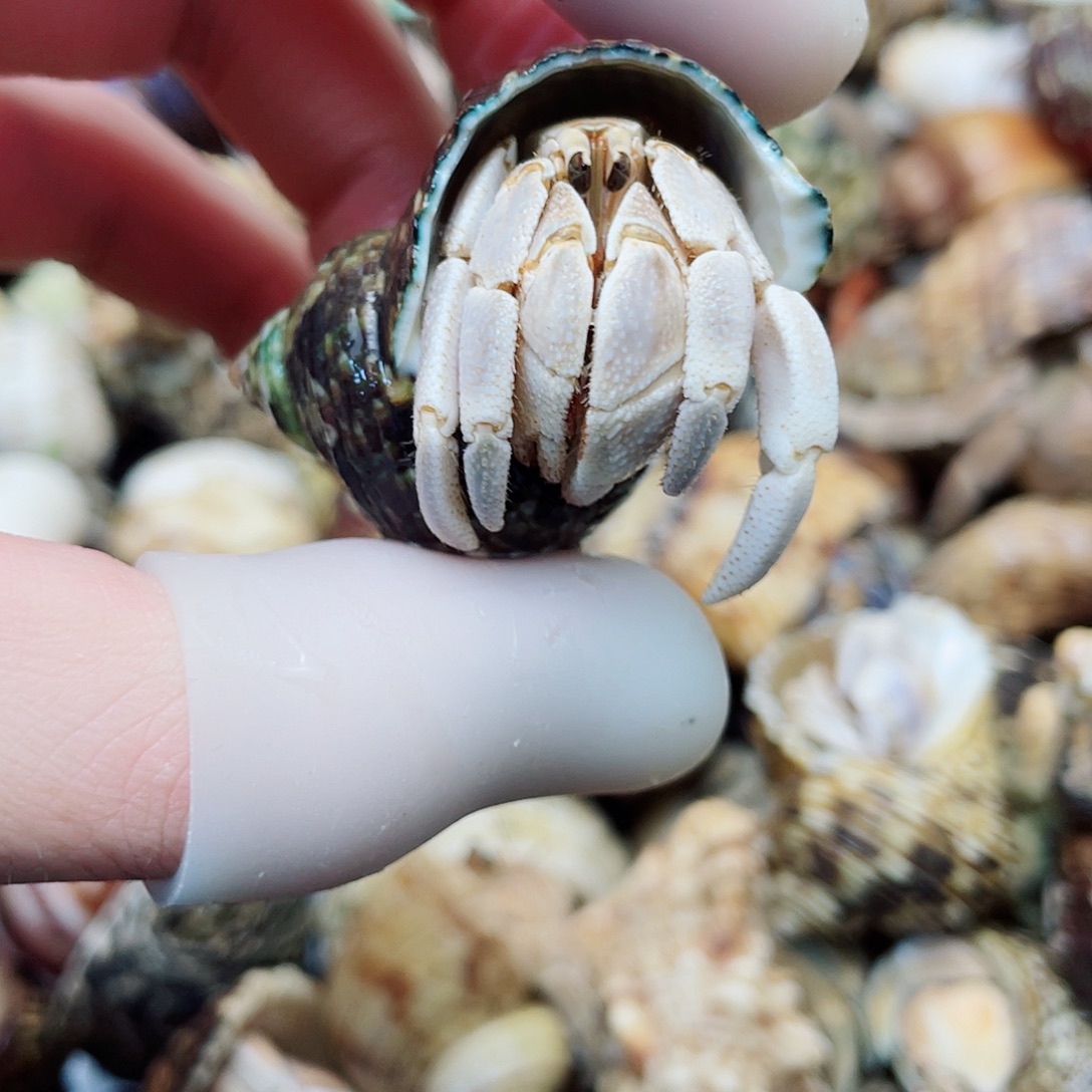 2口东帝汶灰白 快冲