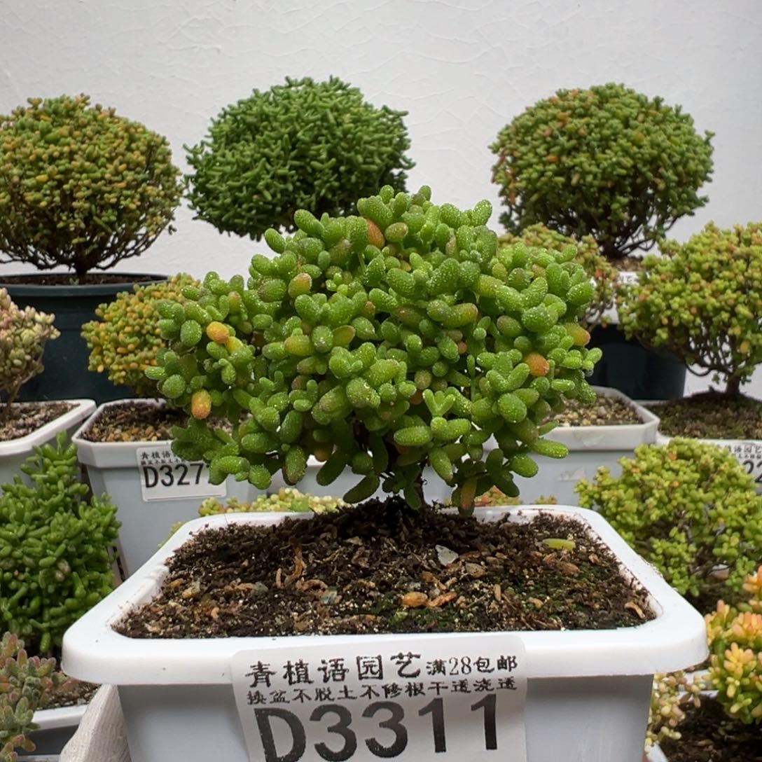 d3311蜜桔糖球枝干