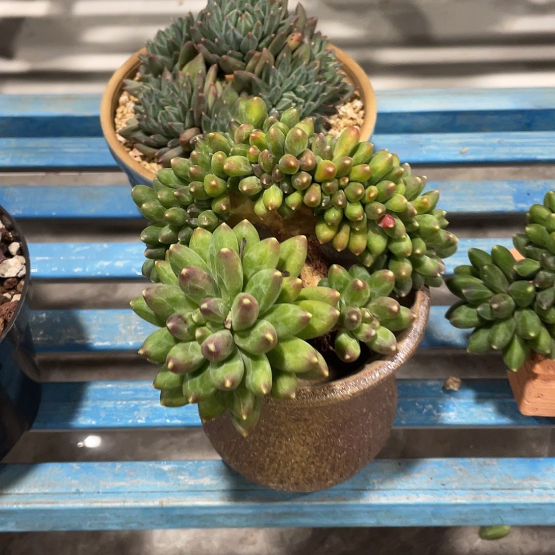 千代田脱土发货的肉肉