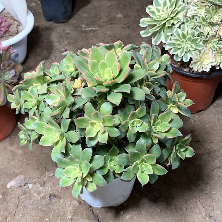 多肉植物艳日辉59