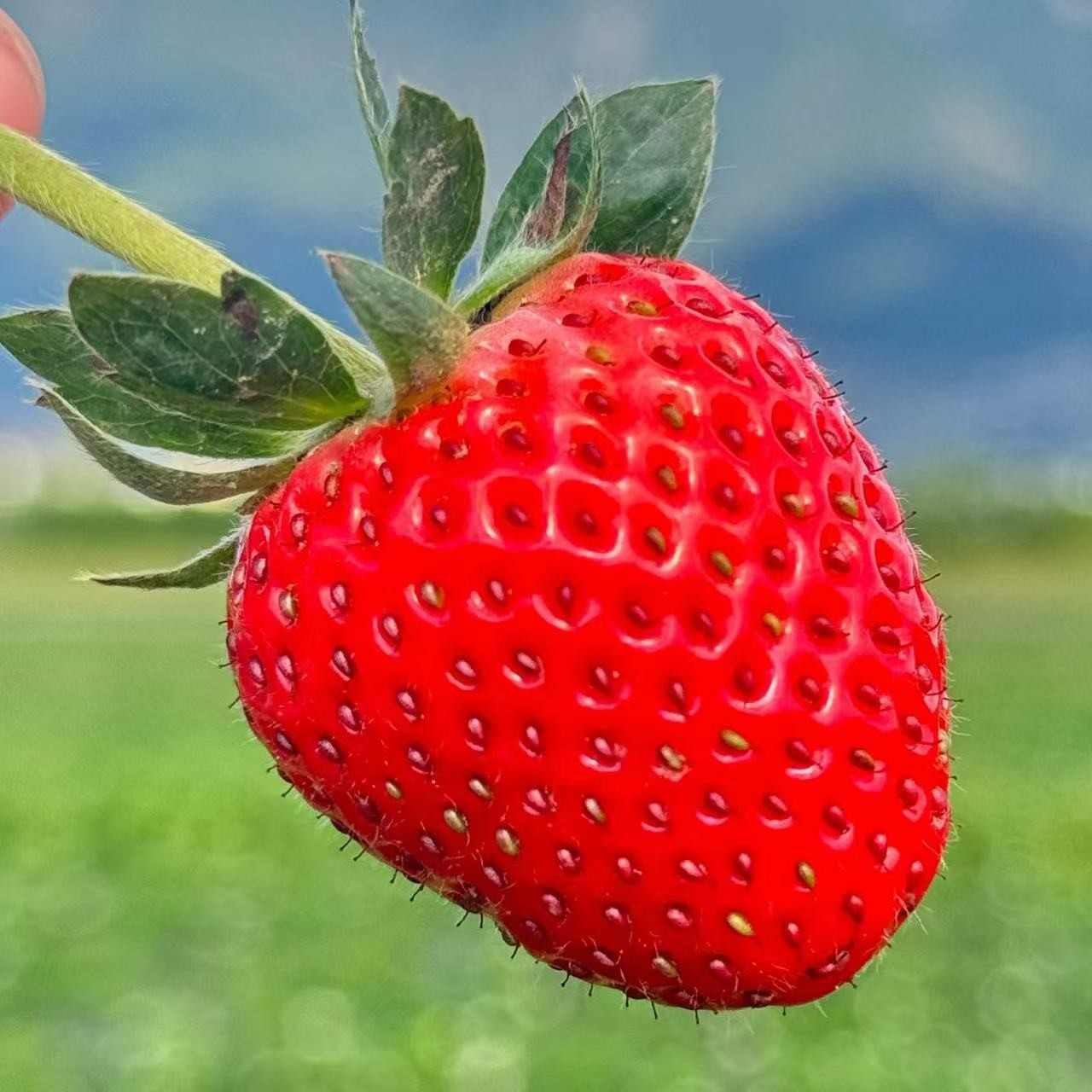 【顺丰空运】大凉山香野隋株草莓新鲜采摘当季新鲜水果大凉山草莓