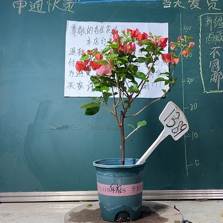 完全开放 红灯笼1389