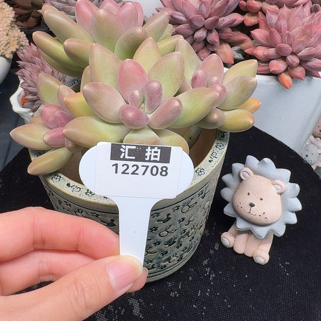 精品多肉植物122708