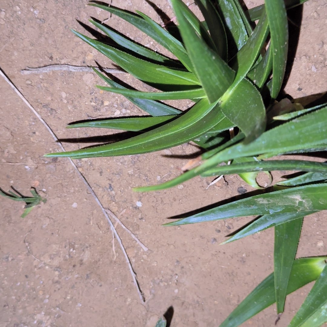 梅***紫块根植物块根植物
