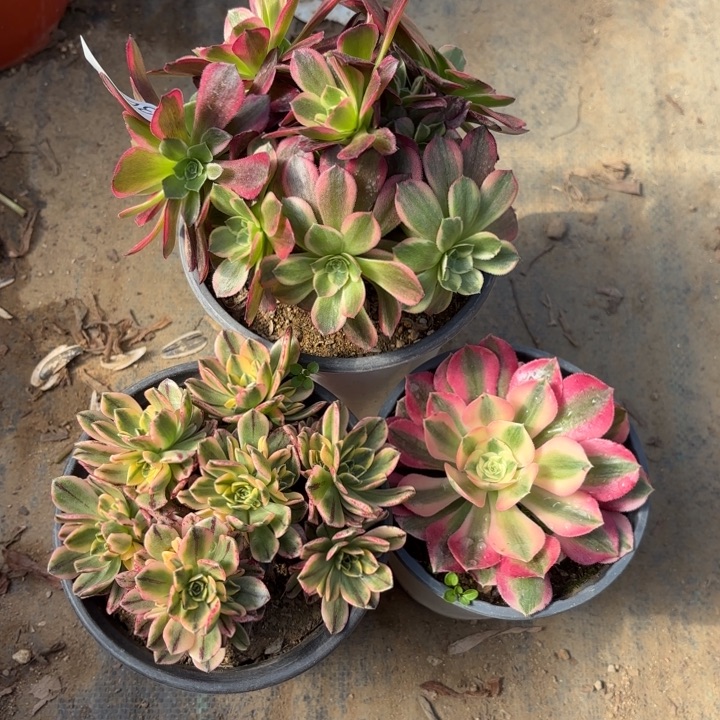 3颗多肉法师3061