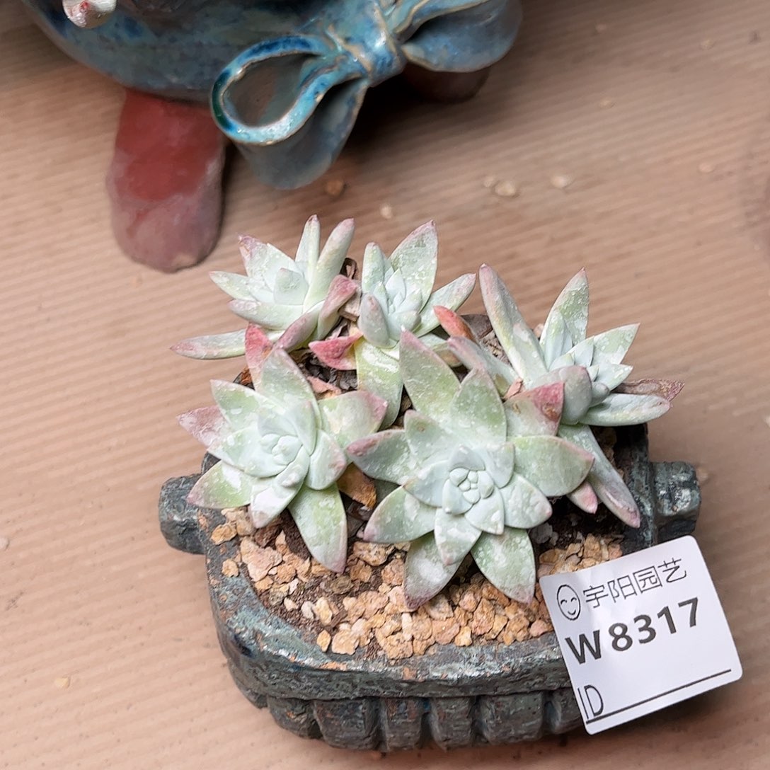 哈哈哈白雪8317多肉