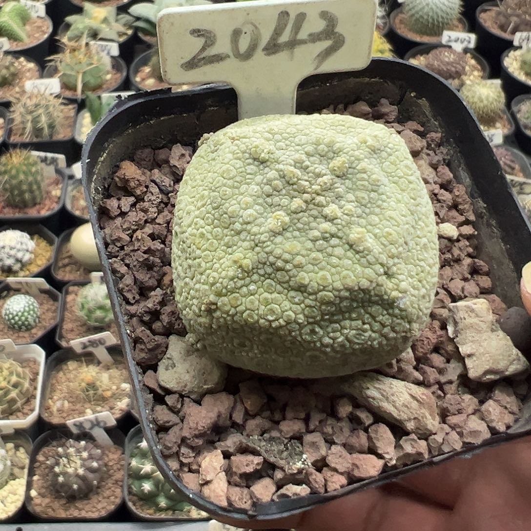 2043方形凝蹄玉实生