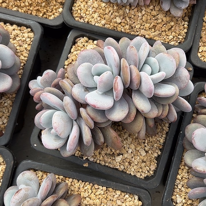 啦啦奶群生缀化多肉