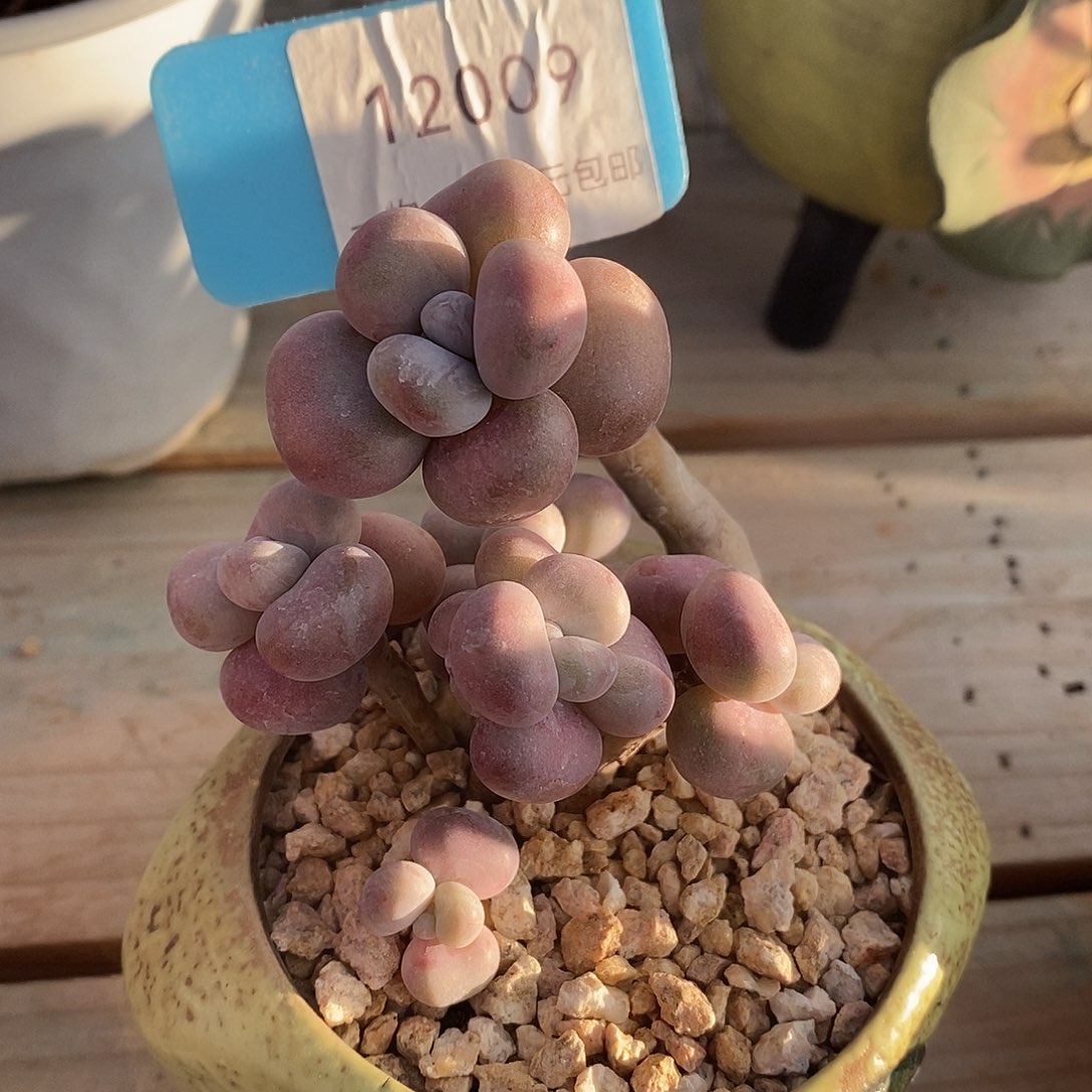 12009奥图啊咯蜗牛