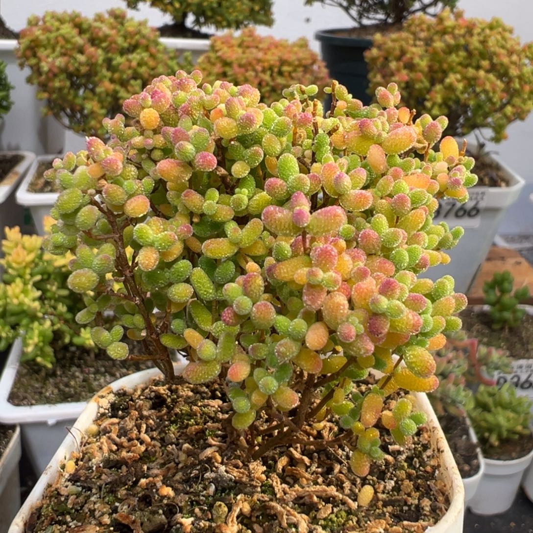 D3776蜜桔一物一拍