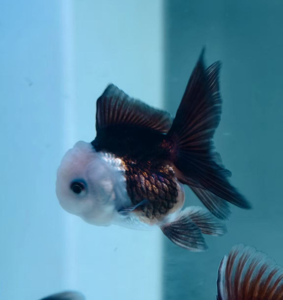 金鱼活体冷水淡水观赏鱼