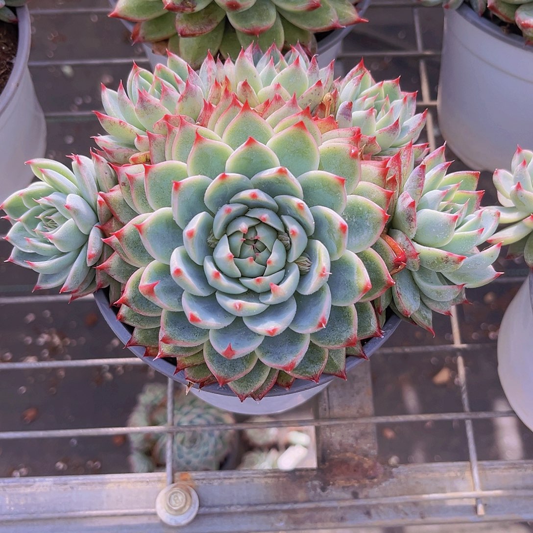 桃夭16.5公分9999999999