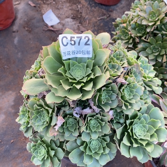 572绿羊绒多肉植物