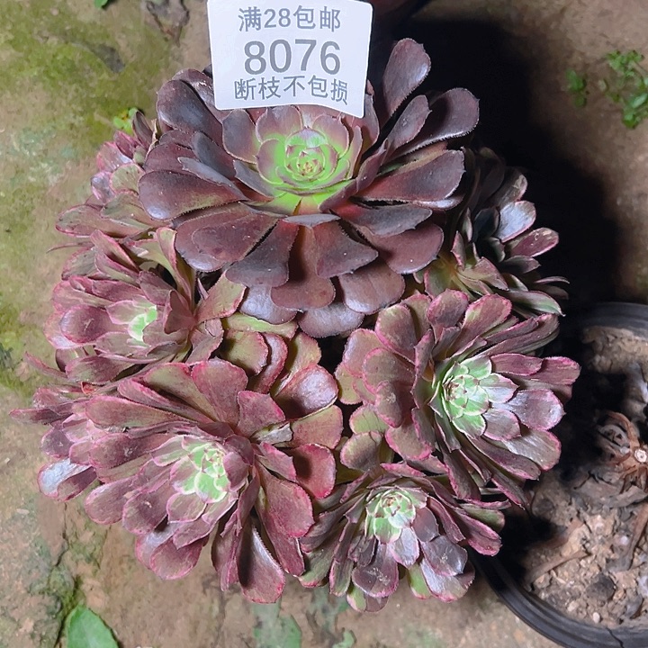 8076水墨画多肉植物