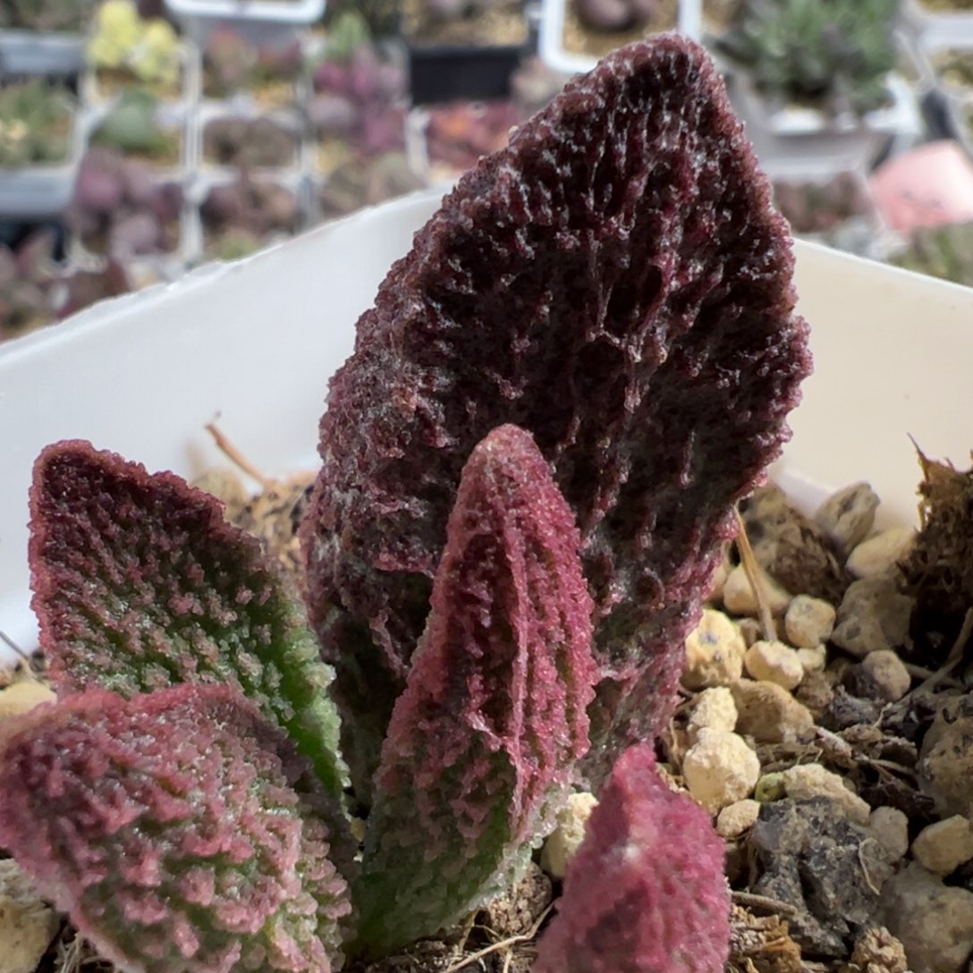 实生新品大苗多肉植物