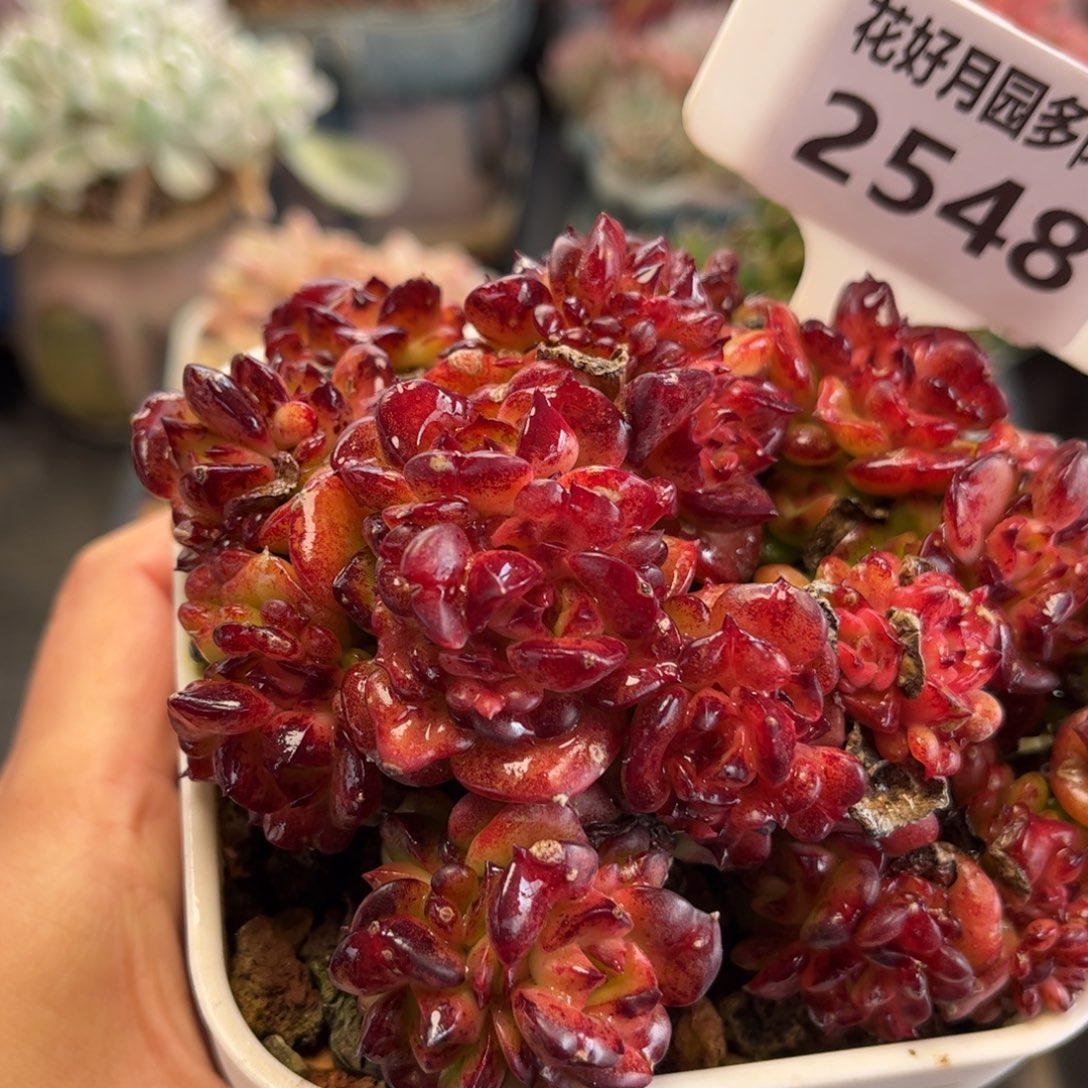 2548 蜡牡丹满30包邮