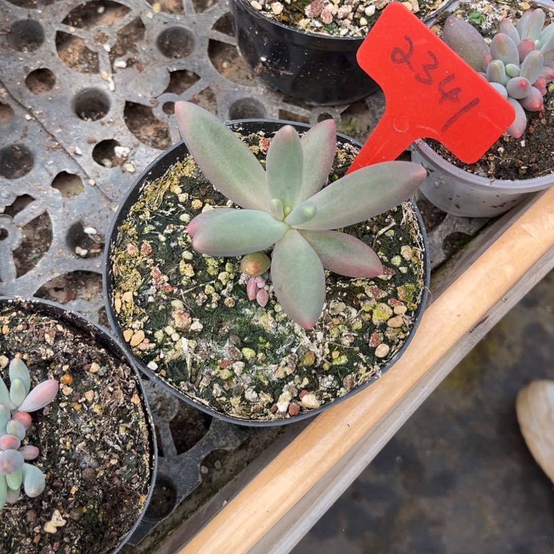 2341号上午多肉植物群生多肉