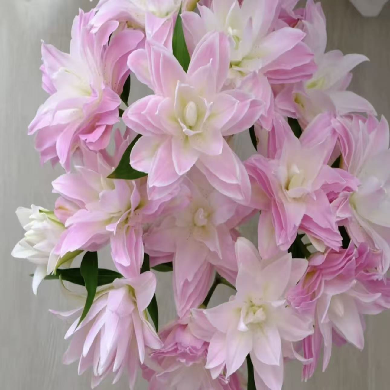 莲花皇后 25cm香水秋百合进口种球带芽重瓣耐寒耐热庭院阳台种植
