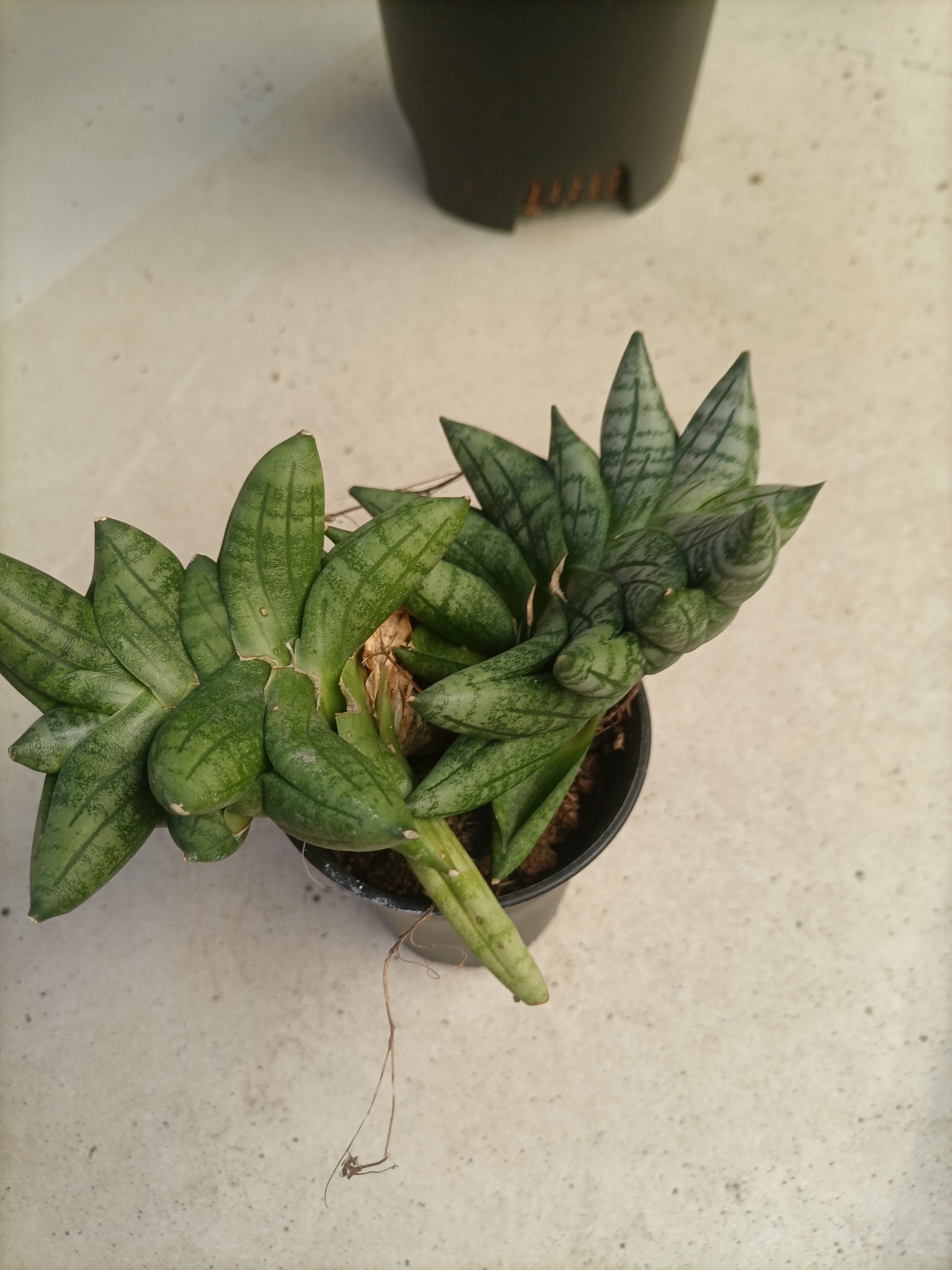 迷你姬佛手虎皮兰稀缺多肉植物小盆栽趣味好养