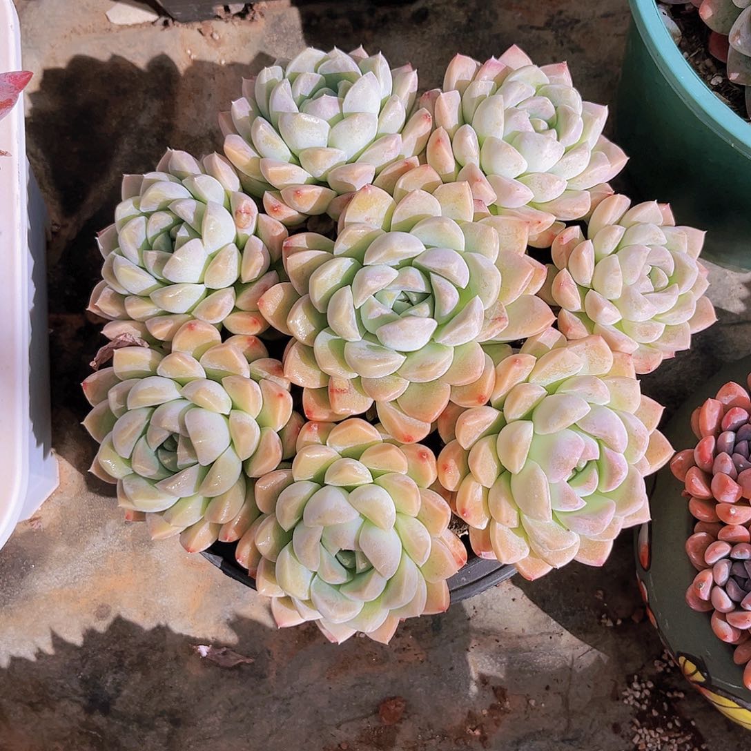 逃**夭逃之夭夭999999999999999