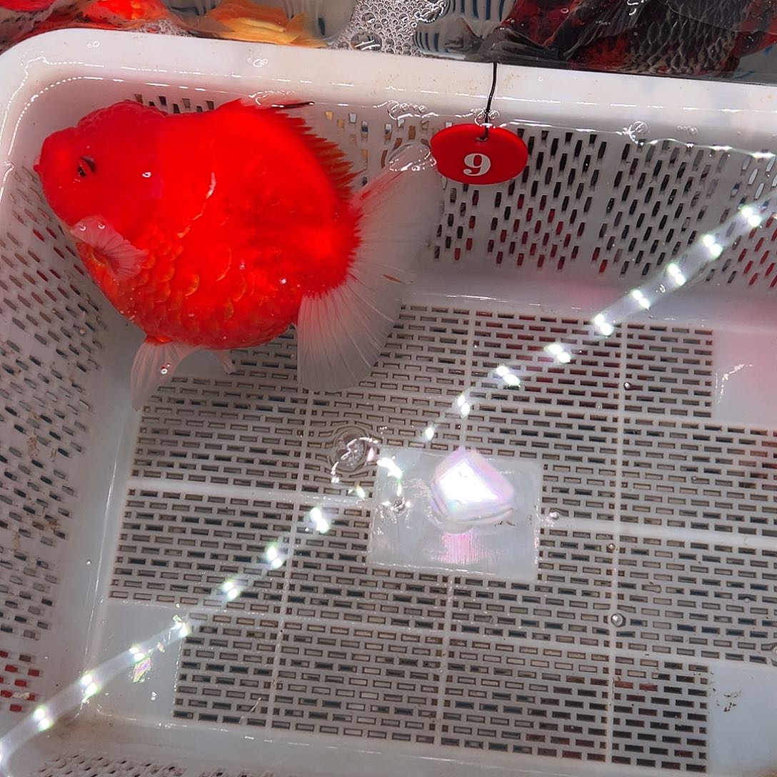 双***抖音上的小伙伴们都在说我的