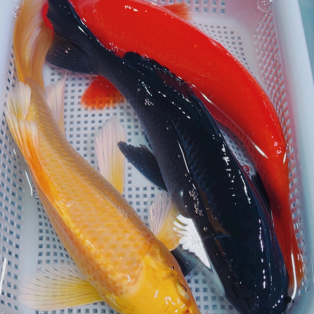 锦鲤锦鲤冷水观赏鱼的