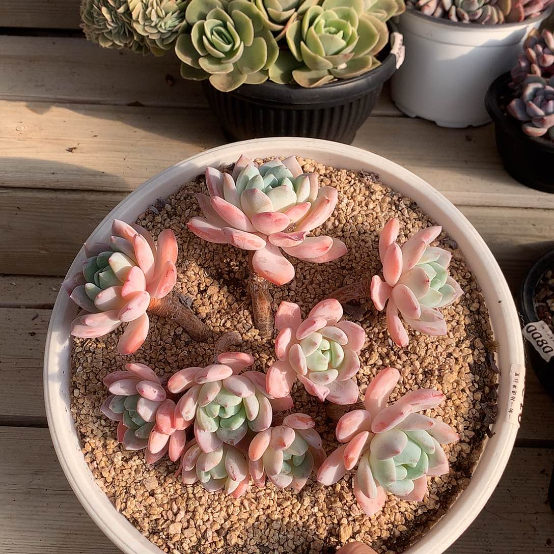 129冷香多肉一颗21厘米