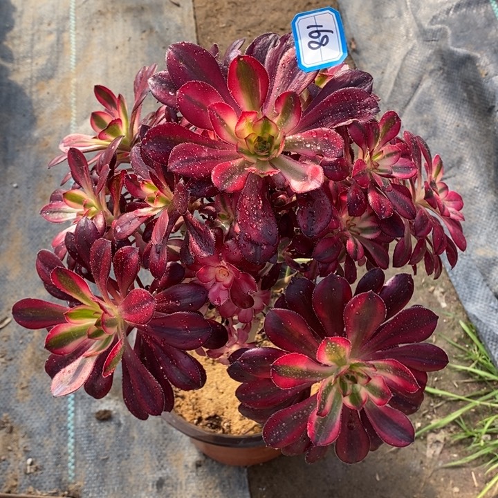 168香奶奶多肉法师