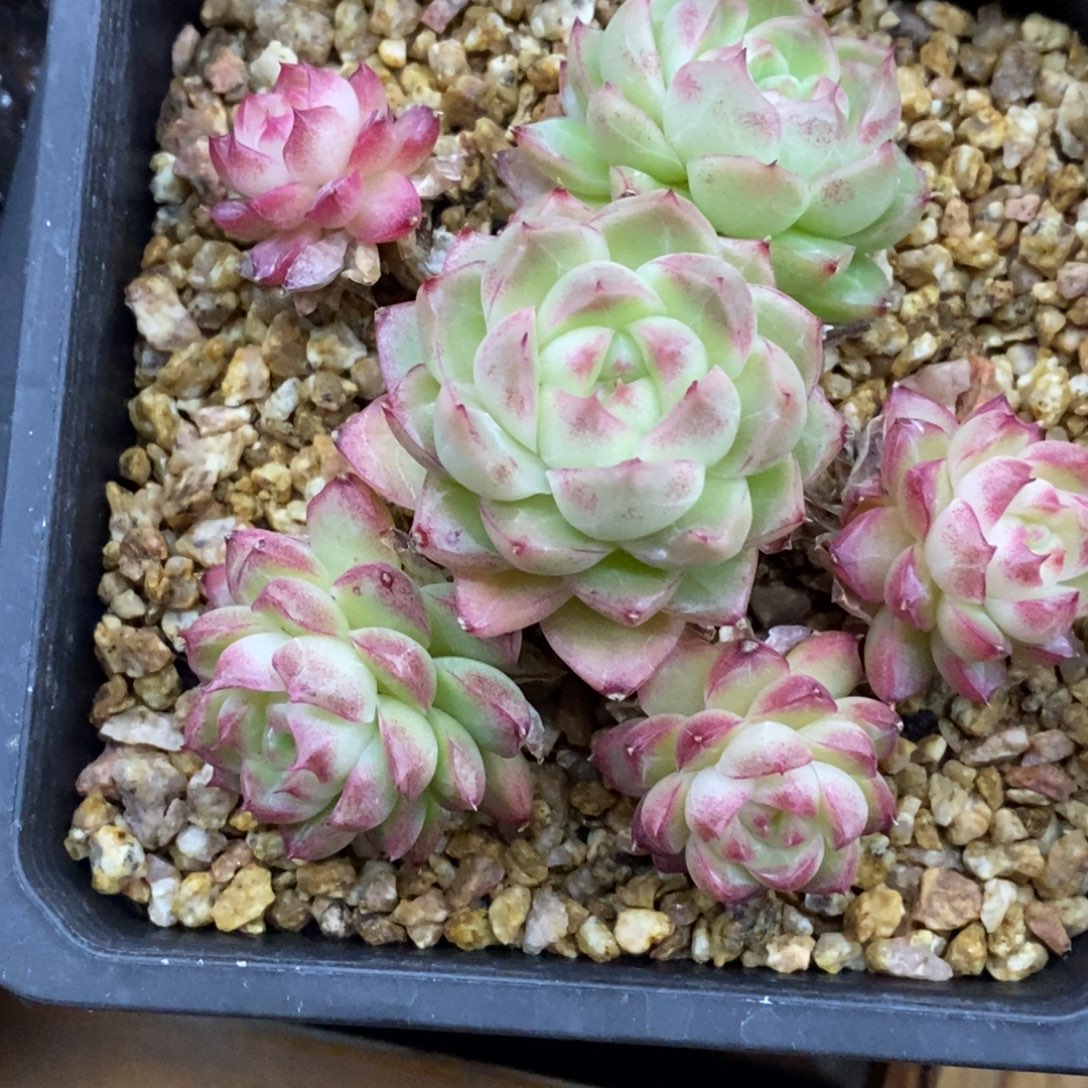 精品多肉一物一拍不包整342